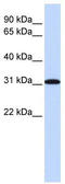 Replication protein A 30 kDa subunit antibody, TA334478, Origene, Western Blot image 