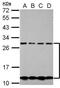 Chorionic somatomammotropin hormone antibody, PA5-29998, Invitrogen Antibodies, Western Blot image 