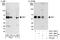 Abl Interactor 1 antibody, A301-197A, Bethyl Labs, Immunoprecipitation image 