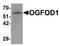 2-Oxoglutarate And Iron Dependent Oxygenase Domain Containing 1 antibody, TA319956, Origene, Western Blot image 