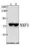 Nuclear RNA export factor 1 antibody, A02137, Boster Biological Technology, Western Blot image 