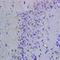 POU Class 5 Homeobox 1 antibody, orb6559, Biorbyt, Immunohistochemistry paraffin image 