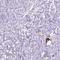 Homeobox protein GBX-1 antibody, HPA055783, Atlas Antibodies, Immunohistochemistry frozen image 