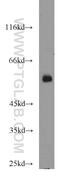 F-Box Protein 7 antibody, 10696-1-AP, Proteintech Group, Western Blot image 