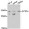 NAR antibody, abx125712, Abbexa, Western Blot image 