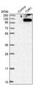 TSR1 Ribosome Maturation Factor antibody, PA5-55078, Invitrogen Antibodies, Western Blot image 