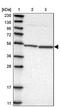 Mitochondrial Ribosomal Protein S30 antibody, PA5-54337, Invitrogen Antibodies, Western Blot image 