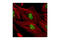 TAR DNA Binding Protein antibody, 3449S, Cell Signaling Technology, Immunocytochemistry image 