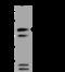 Axonin-1 antibody, 201467-T32, Sino Biological, Western Blot image 