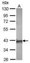 Farnesyl pyrophosphate synthase antibody, PA5-28228, Invitrogen Antibodies, Western Blot image 