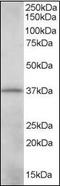 CRK Like Proto-Oncogene, Adaptor Protein antibody, orb95297, Biorbyt, Western Blot image 