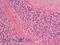 Polo Like Kinase 5 antibody, 43-267, ProSci, Western Blot image 
