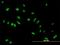 Cell growth-regulating nucleolar protein antibody, H00055646-B01P, Novus Biologicals, Immunocytochemistry image 