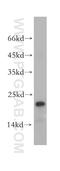 Heat Shock Protein Nuclear Import Factor Hikeshi antibody, 14808-1-AP, Proteintech Group, Western Blot image 