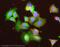 Atrial natriuretic peptide receptor 1 antibody, ab14356, Abcam, Immunocytochemistry image 
