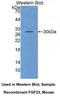 Fibroblast Growth Factor 23 antibody, MBS2003657, MyBioSource, Western Blot image 
