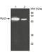 26S protease regulatory subunit 4 antibody, LS-C343765, Lifespan Biosciences, Western Blot image 