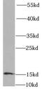 Fatty Acid Binding Protein 4 antibody, FNab02932, FineTest, Western Blot image 