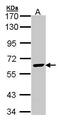 Essential Meiotic Structure-Specific Endonuclease 1 antibody, GTX100125, GeneTex, Western Blot image 