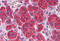 Myocyte Enhancer Factor 2C antibody, MBS242306, MyBioSource, Immunohistochemistry frozen image 