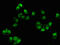 SLIT-ROBO Rho GTPase Activating Protein 1 antibody, orb51774, Biorbyt, Immunofluorescence image 