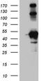 Homer protein homolog 1 antibody, TA811741S, Origene, Western Blot image 
