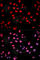 Jun Proto-Oncogene, AP-1 Transcription Factor Subunit antibody, AP0050, ABclonal Technology, Immunofluorescence image 
