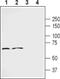 Frizzled-2 antibody, PA5-77399, Invitrogen Antibodies, Western Blot image 