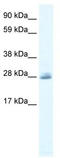 Chloride intracellular channel protein 5 antibody, TA338579, Origene, Western Blot image 