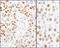 Minichromosome Maintenance Complex Component 2 antibody, A300-094A, Bethyl Labs, Immunohistochemistry frozen image 