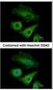 Olfactomedin Like 3 antibody, NBP2-15055, Novus Biologicals, Immunocytochemistry image 