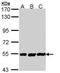 Poly(A) polymerase alpha antibody, orb73713, Biorbyt, Western Blot image 