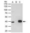LIM Homeobox 8 antibody, NBP1-32840, Novus Biologicals, Immunoprecipitation image 