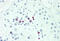 POU Class 5 Homeobox 1B antibody, MBS248121, MyBioSource, Immunohistochemistry frozen image 