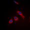 Ribosomal Protein L3 Like antibody, orb234958, Biorbyt, Immunocytochemistry image 