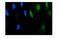 Ribosomal Protein S6 Kinase A4 antibody, A05545-2, Boster Biological Technology, Immunofluorescence image 