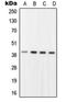 Replication Factor C Subunit 2 antibody, orb214513, Biorbyt, Western Blot image 