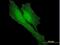 BRCA1 Associated RING Domain 1 antibody, H00000580-M01, Novus Biologicals, Immunofluorescence image 