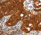 Von Willebrand Factor A Domain Containing 5A antibody, MBS2525379, MyBioSource, Immunohistochemistry paraffin image 