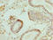 Ephrin A2 antibody, orb39620, Biorbyt, Immunohistochemistry paraffin image 