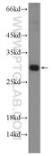 IZUMO Family Member 4 antibody, 25650-1-AP, Proteintech Group, Western Blot image 