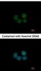 Spermatogenesis And Oogenesis Specific Basic Helix-Loop-Helix 2 antibody, NBP2-20453, Novus Biologicals, Immunocytochemistry image 
