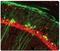 RNA Binding Fox-1 Homolog 3 antibody, AP31812PU-N, Origene, Immunofluorescence image 