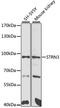 Striatin-3 antibody, A6756, ABclonal Technology, Western Blot image 
