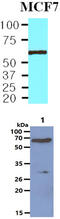 Protein phosphatase 1B antibody, MBS200092, MyBioSource, Western Blot image 