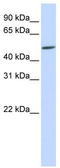 Homeobox even-skipped homolog protein 2 antibody, TA345642, Origene, Western Blot image 