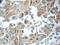 RB1 Inducible Coiled-Coil 1 antibody, 17250-1-AP, Proteintech Group, Immunohistochemistry frozen image 