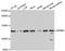 Serine And Arginine Repetitive Matrix 1 antibody, A6066, ABclonal Technology, Western Blot image 