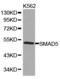 SMAD Family Member 5 antibody, LS-C193035, Lifespan Biosciences, Western Blot image 
