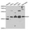 Death Associated Protein antibody, abx004705, Abbexa, Western Blot image 